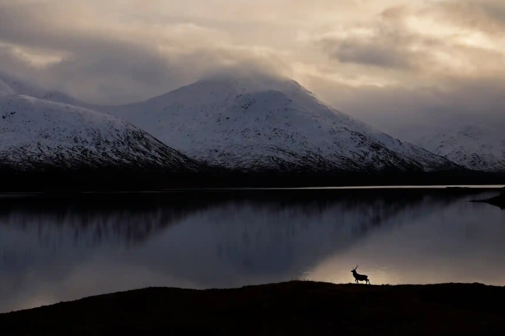 Neil McIntyre fue el ganador de la categoría hábitat con una foto de Western Highlands. "Es una amplia cañada con un lago, espectaculares fondos montañosos y, por supuesto, el ciervo residente", dijo.