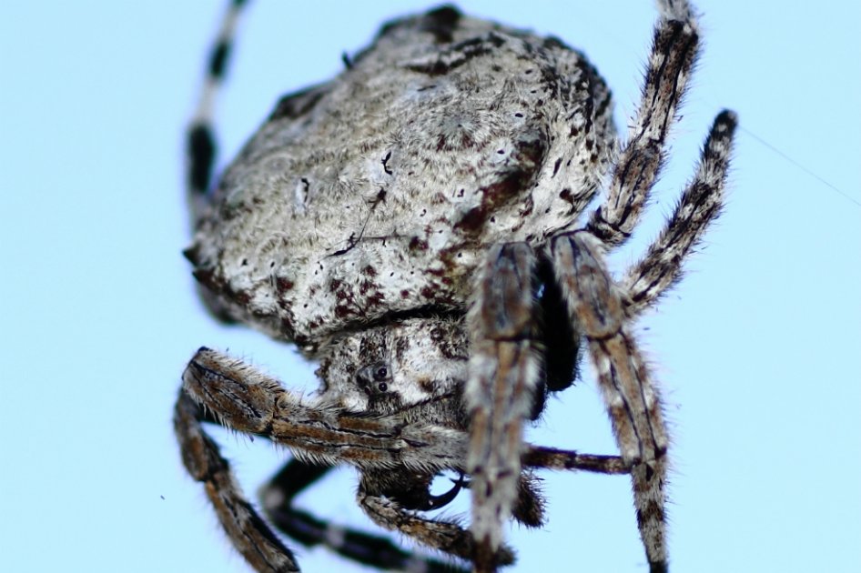 La araña que también practica sexo oral