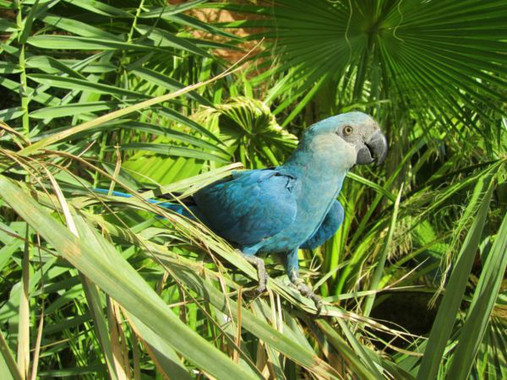 El guacamayo de la película ‘Rio’ reaparece luego de que se creyera extinto