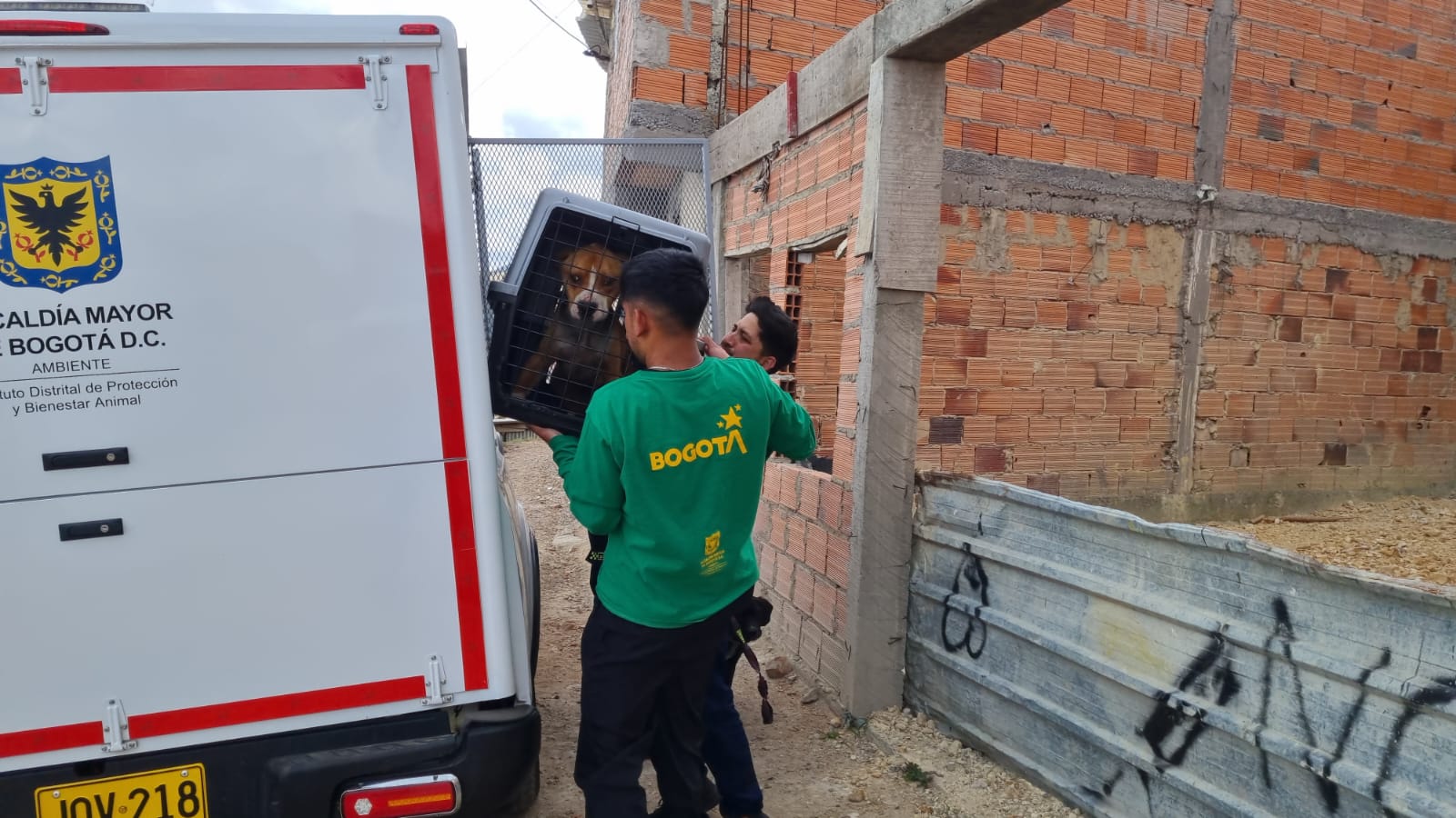 Distrito rescató a tres perros víctimas de presunta negligencia y maltrato en Ciudad Bolívar