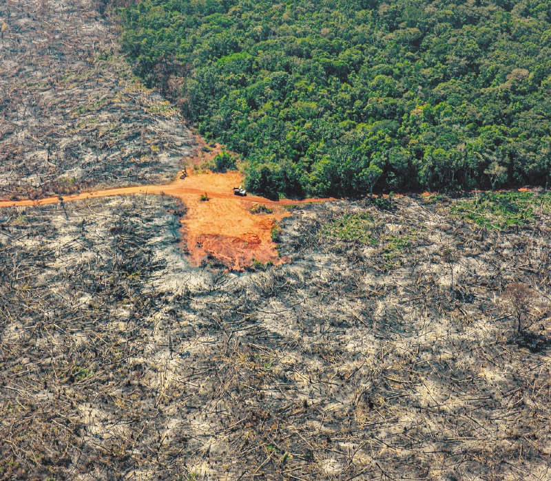 Amazonia: la deforestación se mueve al ritmo que marque la disidencia del EMC