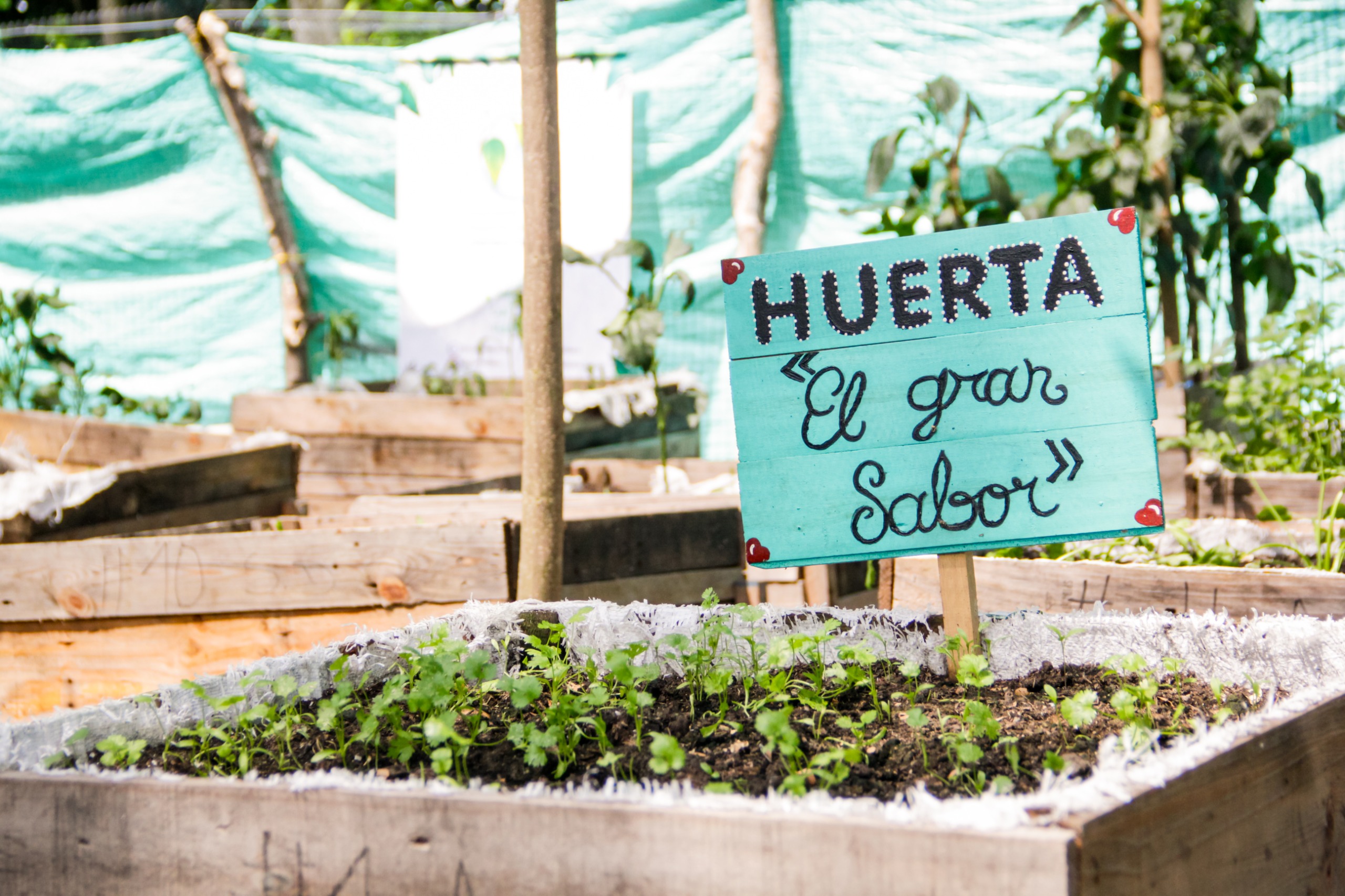 Las estrategias con las que Cortolima apoya la instalación de huertas
