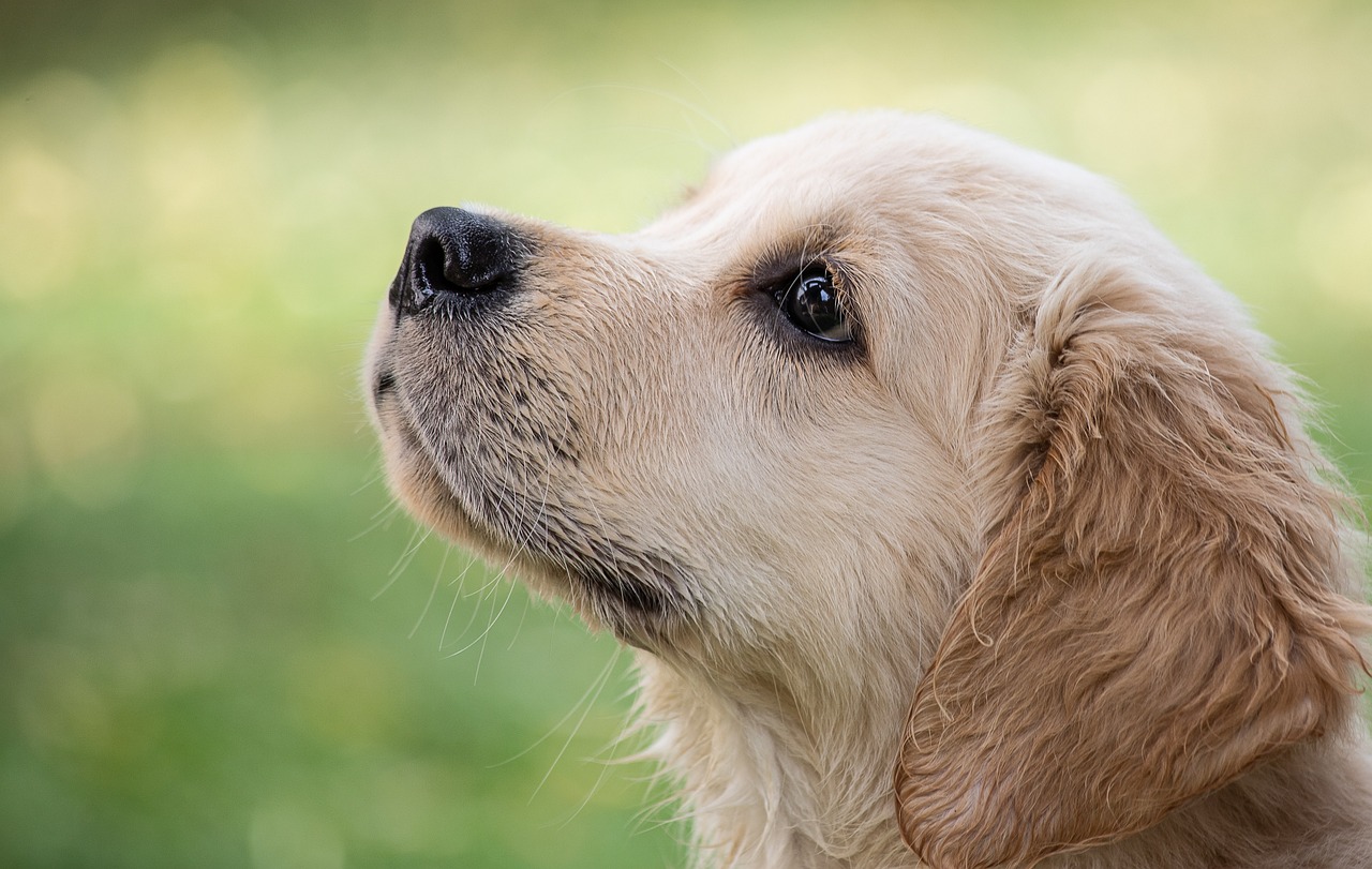 Mantenga a su mascota siempre identificada, bien sea con microchip, placa o collar, para evitar que se pierda.
