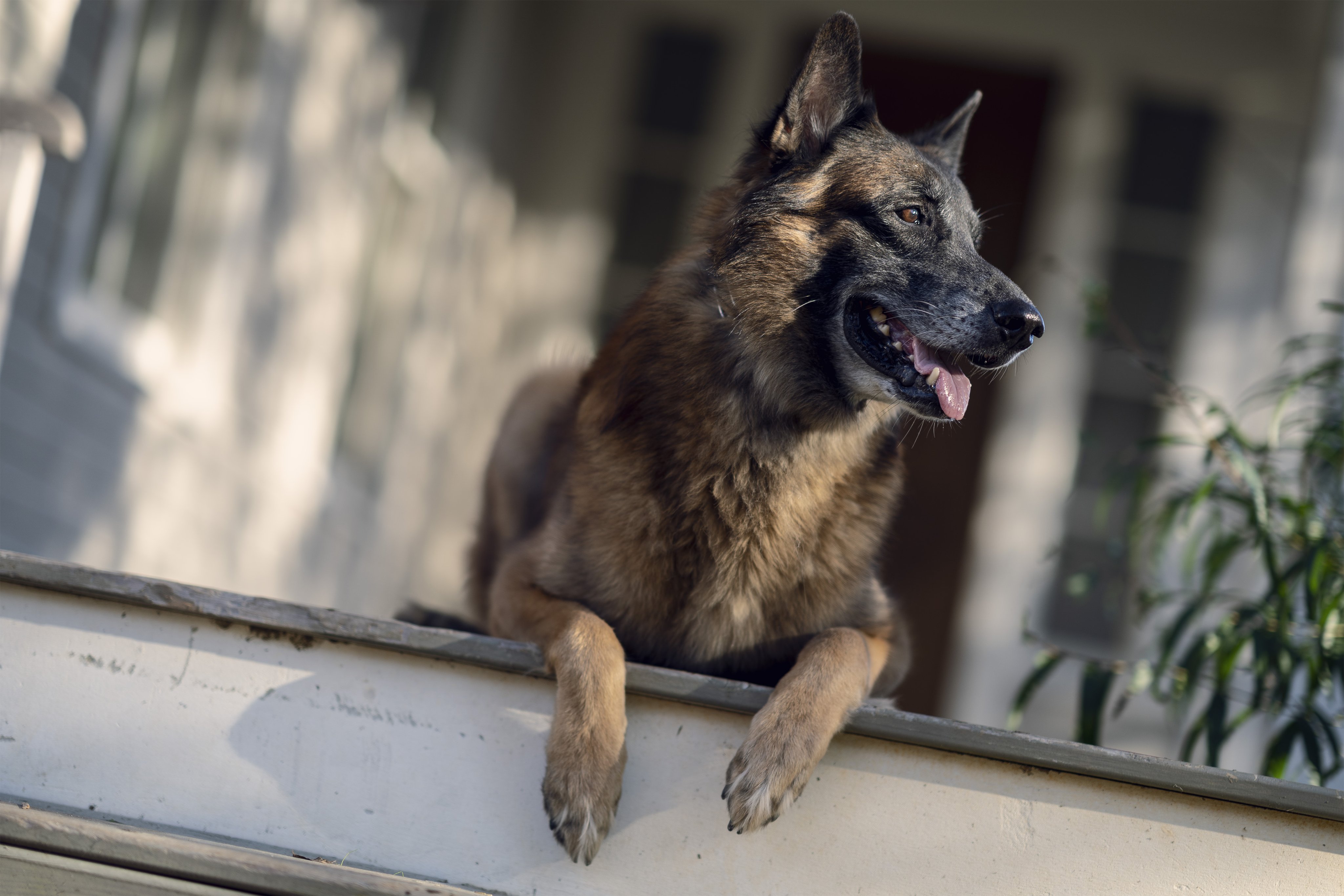 Murió Seven, el valiente perro de “The Walking Dead”: así reaccionó el elenco