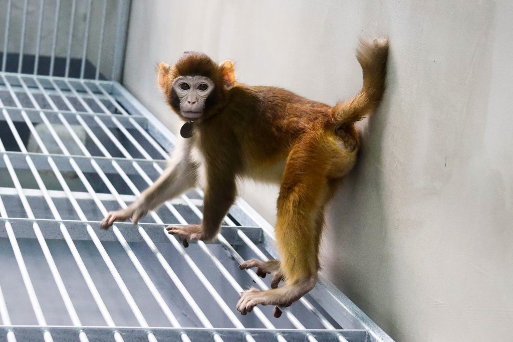 Científicos chinos clonaron con éxito un mono rhesus, que ahora tiene dos años