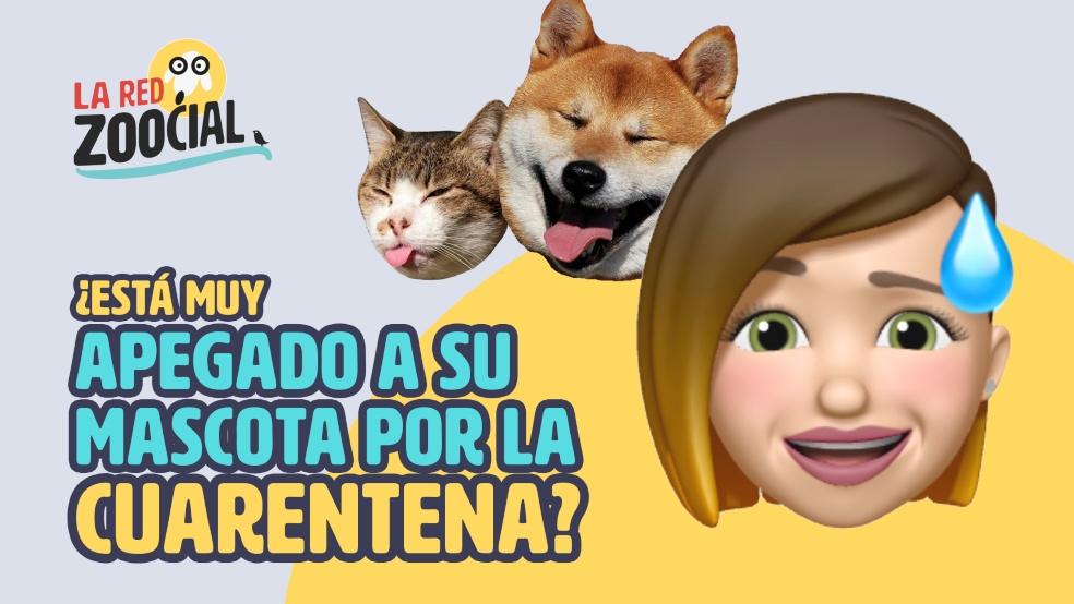 Cuarentena; ¿Por qué debemos tener cuidado de apegarnos mucho a las mascotas?
