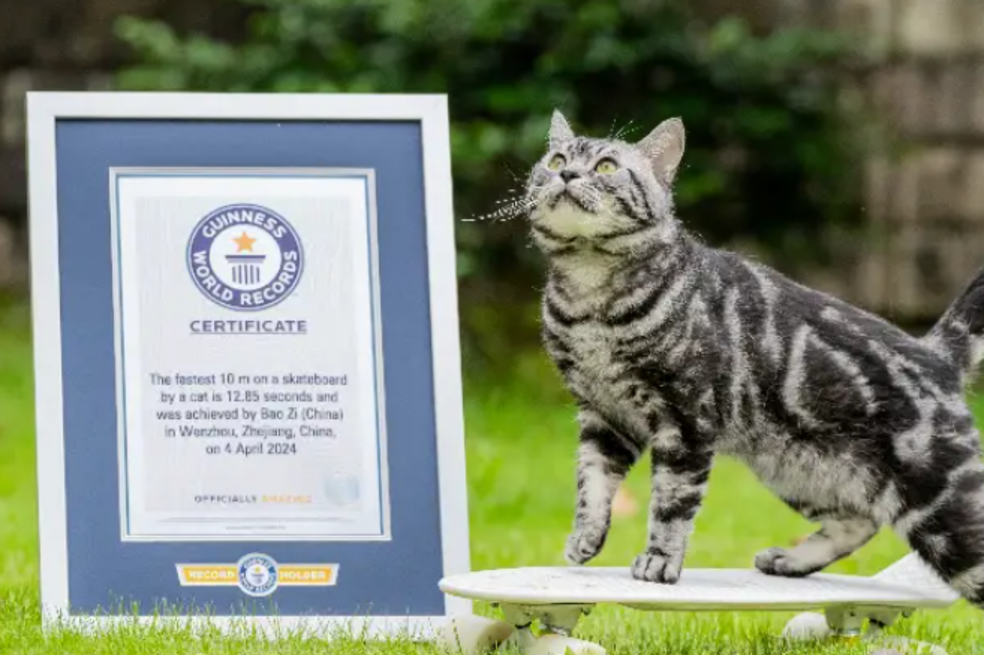 Este es el curioso motivo por el cual un gato obtuvo un récord mundial en segundos