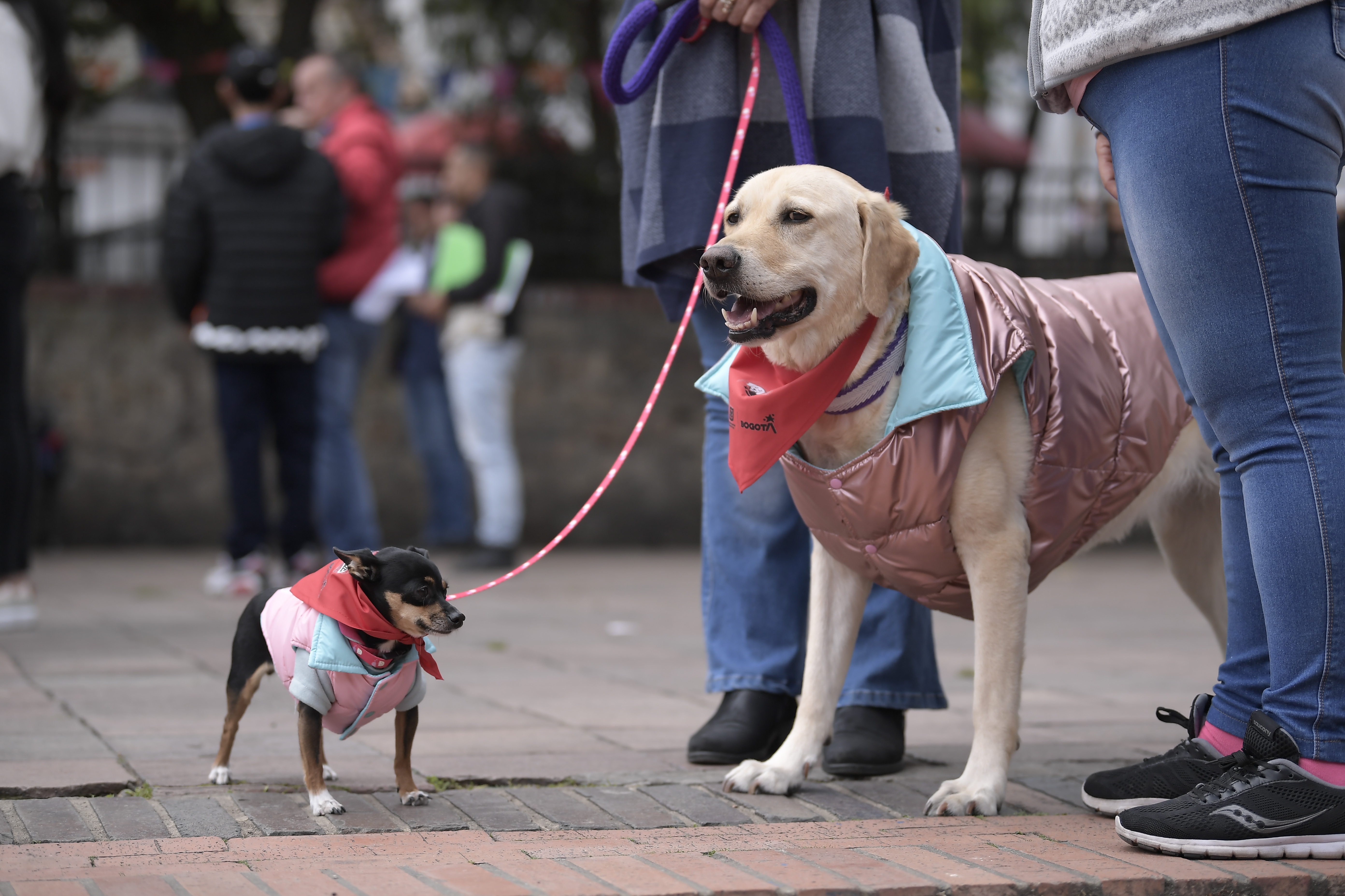 Bogotá impulsa nueva estrategia para el bienestar de las mascotas en la ciclovía