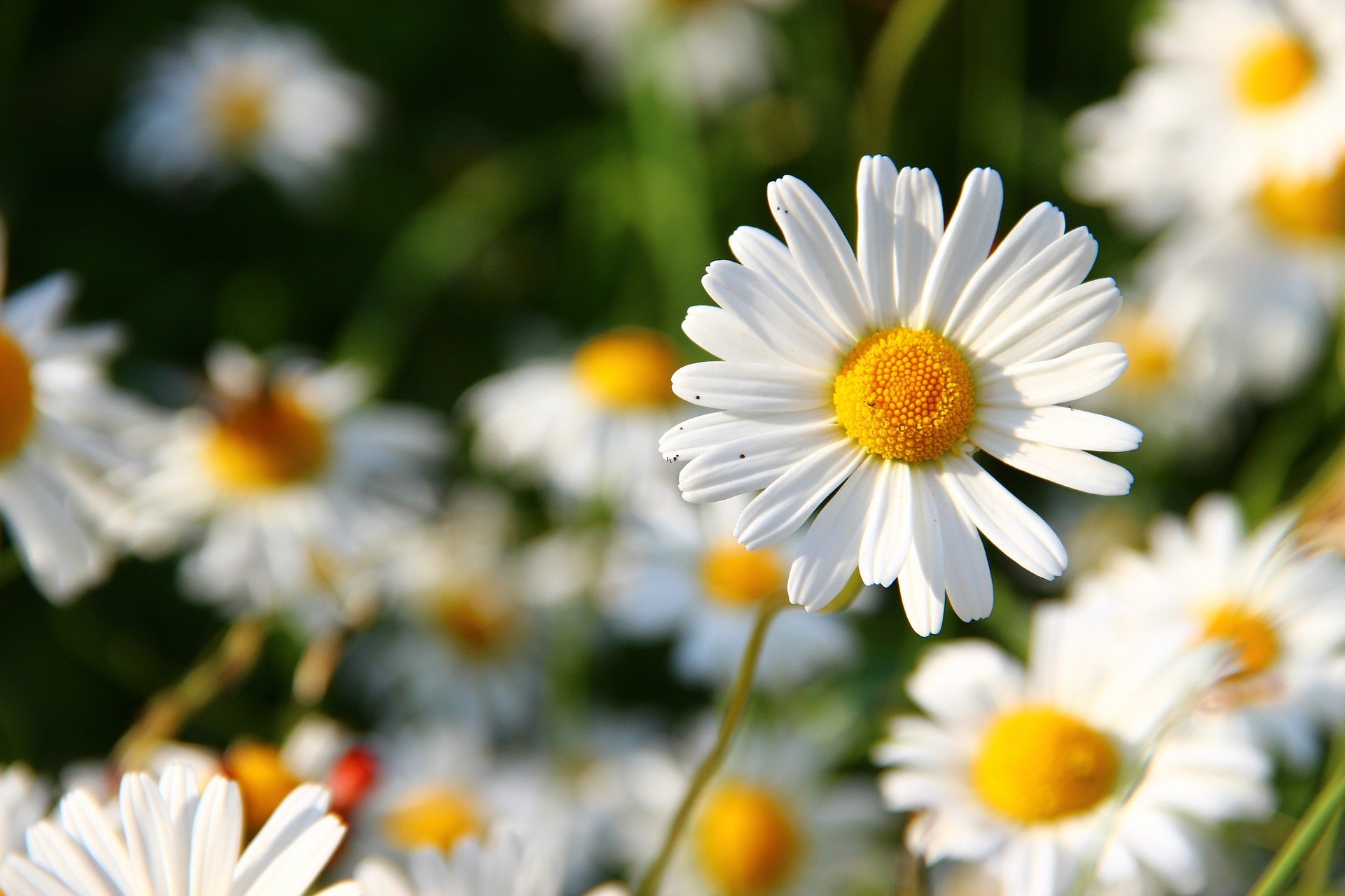 La elegía de las flores