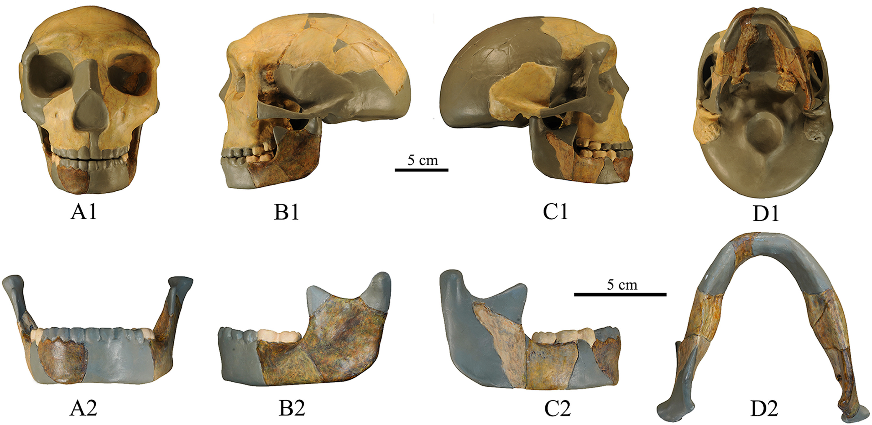 Hallaron un misterioso hueso humano con características antiguas y modernas