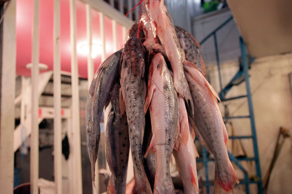Probablemente usted está comprando un pescado ilegal y todavía no lo sabe