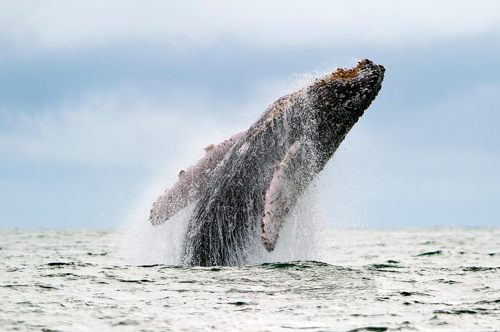Investigan mortalidad inusual de ballenas jorobadas en EE. UU.