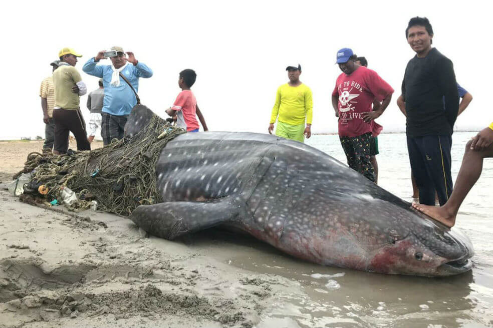 Tiburón ballena habría sido víctima de pesca irregular en La Guajira