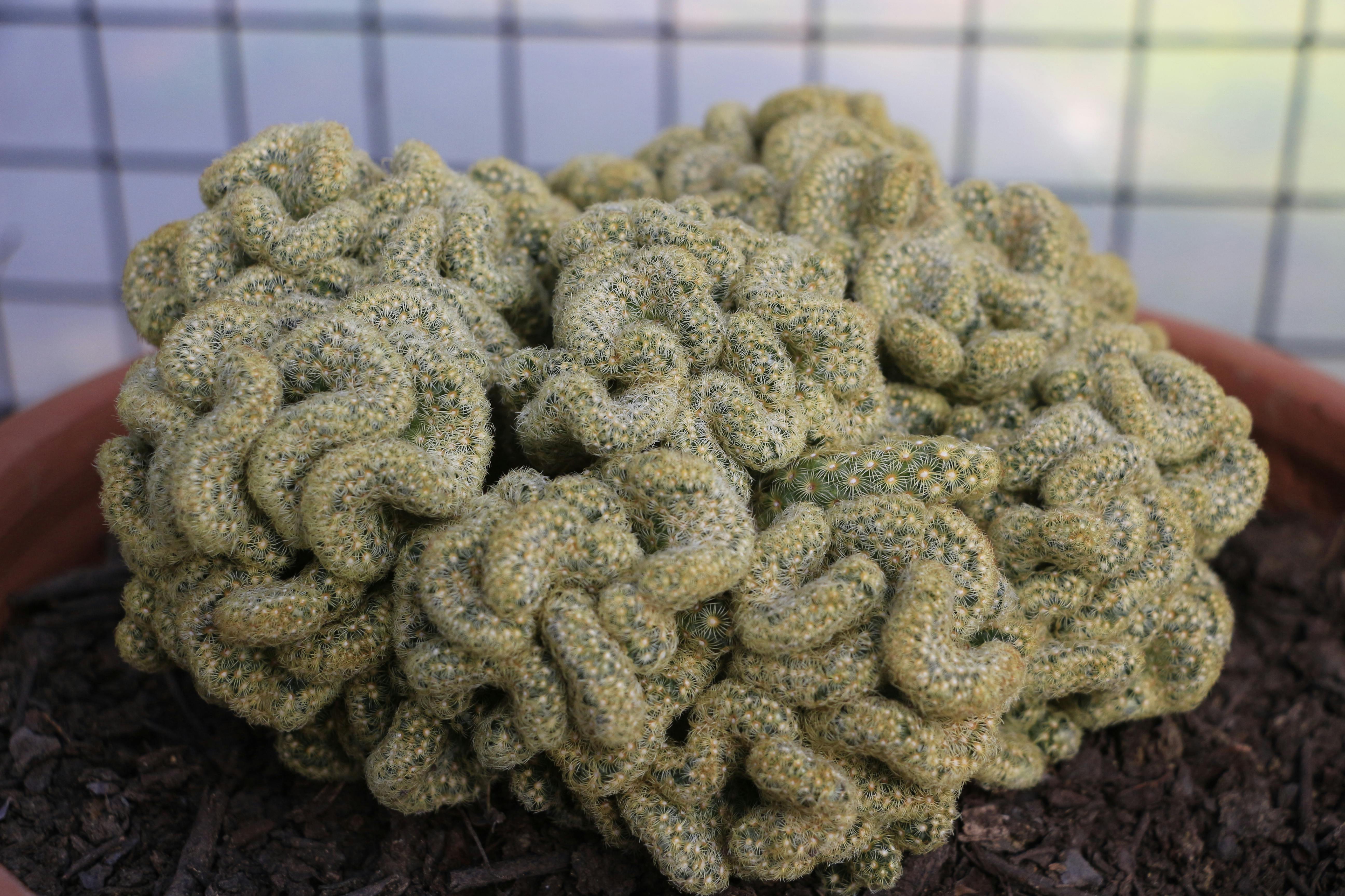 Mammillaria elongata ‘Cristata’
