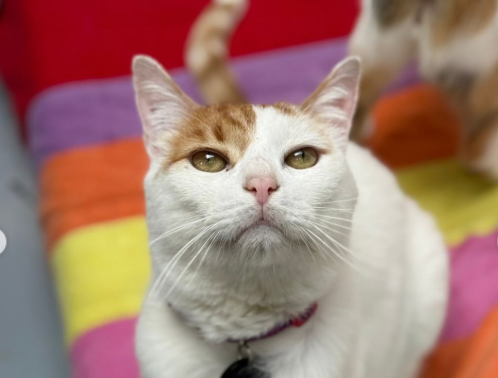 Irma lleva siete años en una fundación: esta es la razón por la que nadie la adopta
