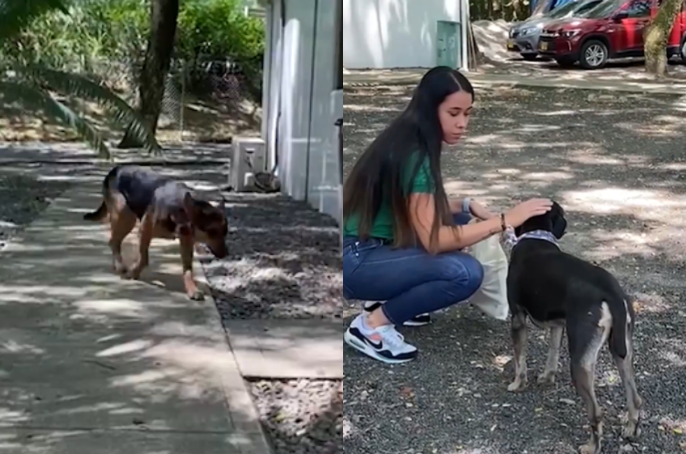 Hércules y Rodolfo: los perros expulsados de la Alcaldía de La Pintada,