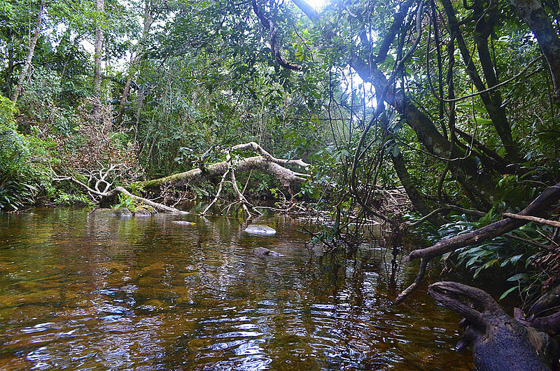 La deforestación en Serranía de La Lindosa afecta diversidad acuática