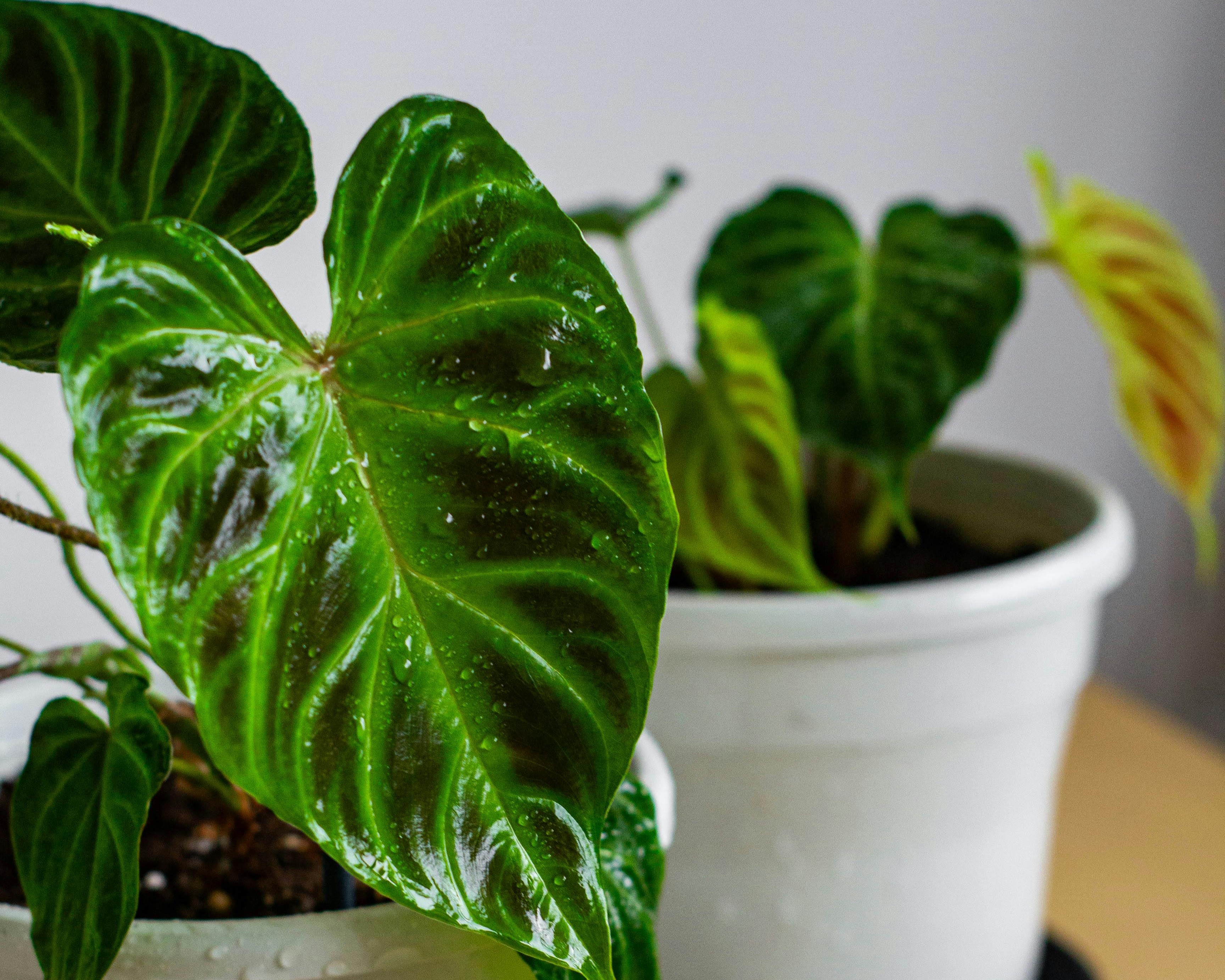 Philodendron verrucosum.