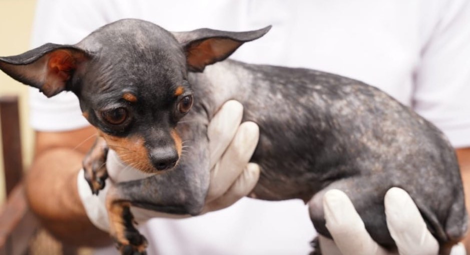 Rescatan a mascotas que se encontraban en malas condiciones en una vivienda en Cali