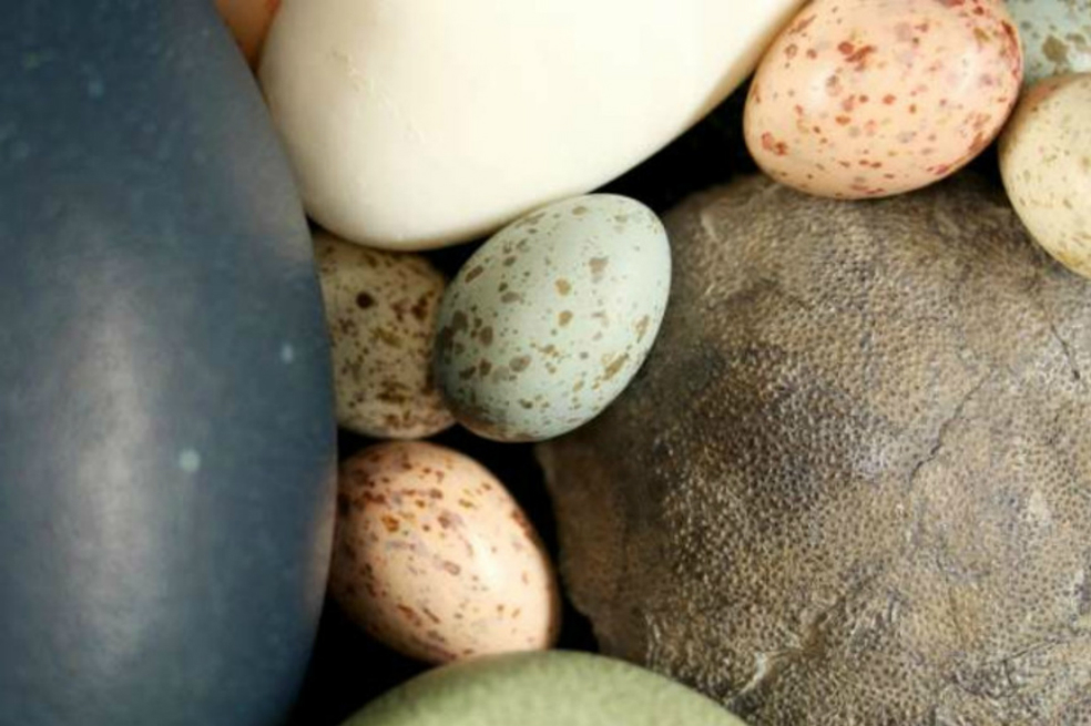 Los pájaros heredaron de los dinosaurios los colores de los huevos