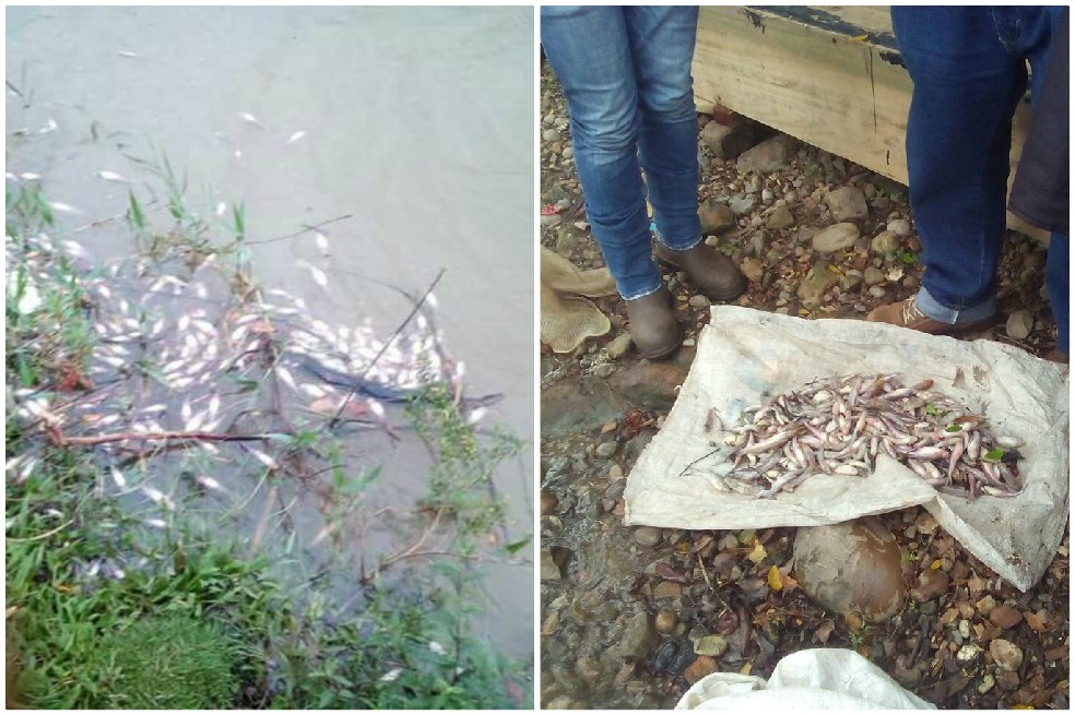 Denuncian mortandad de peces en Santander
