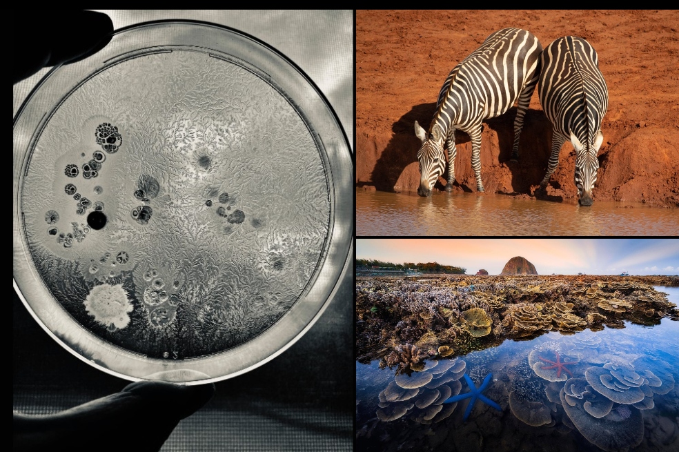 Estas son las fotografías ganadoras del concurso Royal Society of Biology