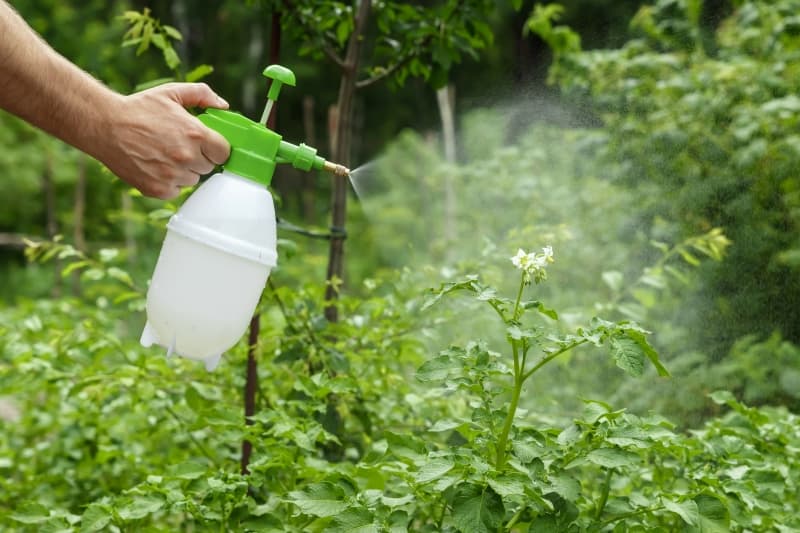 Proteja su huerto de manera natural: cinco insecticidas que puede hacer en casa
