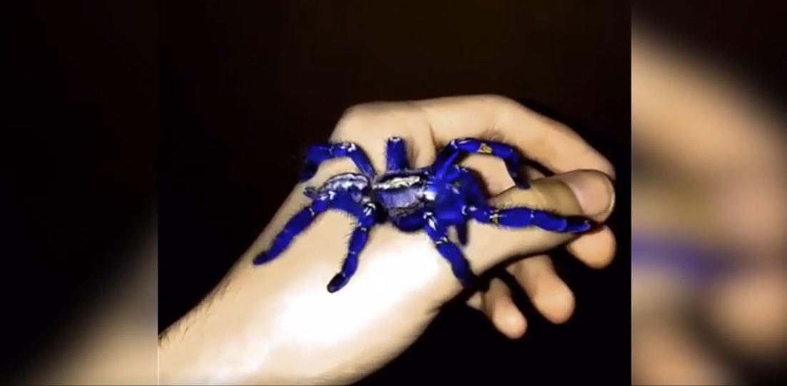 La araña azul, el enigma de ocho patas del reino animal