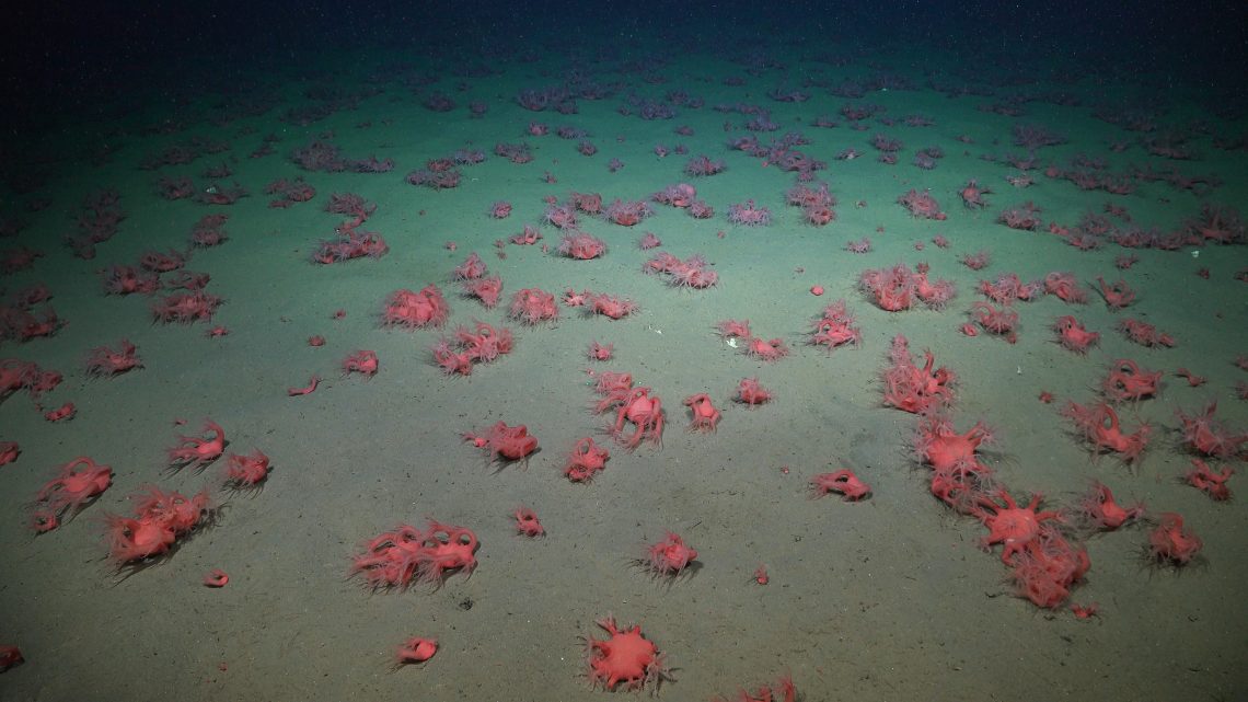A 1500 metros de profundidad (casi una milla), los investigadores encontraron un extenso campo de Anthomastus sp. rojo, un coral blando de aguas profundas conocido como coral seta.
