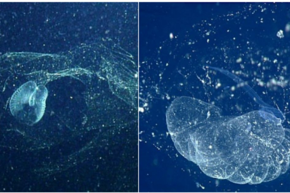 Esta fue la extraña criatura de mar hallada por los científicos en la costa de California (Estados Unidos). / The Monterey Bay Aquarium Research Institute