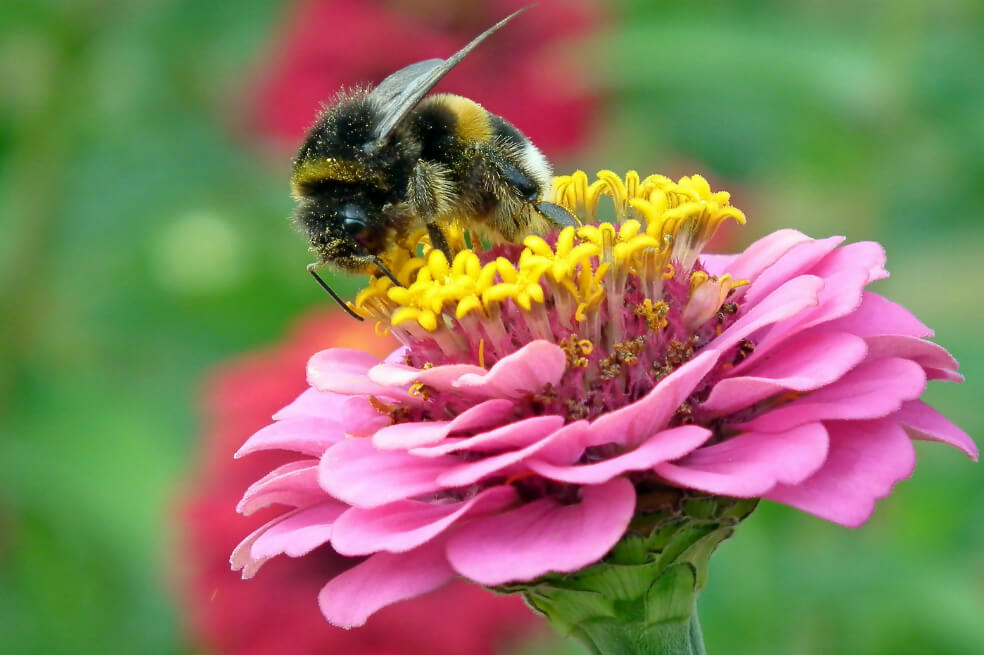 Así es como la ola de calor en Reino Unido está afectando la fauna silvestre