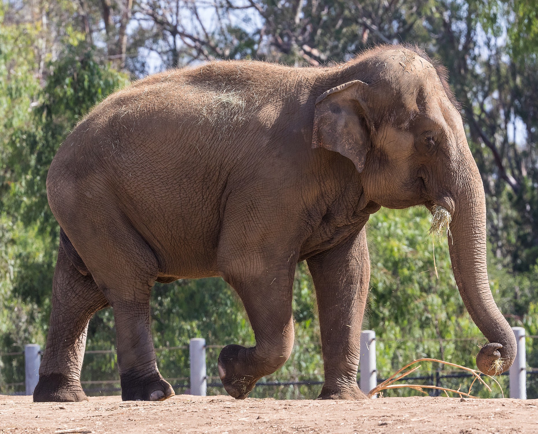Un viejo elefante es sacrificado en Zoológico de San Diego por problemas de salud