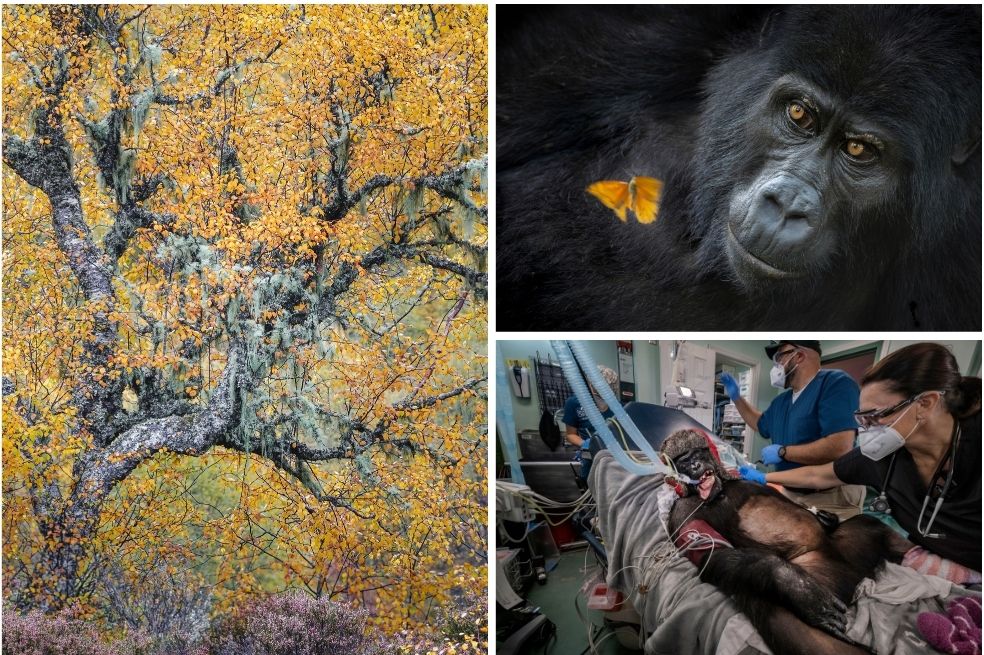 Las mejores fotos de la naturaleza de 2026: estos son los ganadores