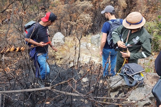 Así avanza restauración del parque Entrenubes, afectado por incendios forestales