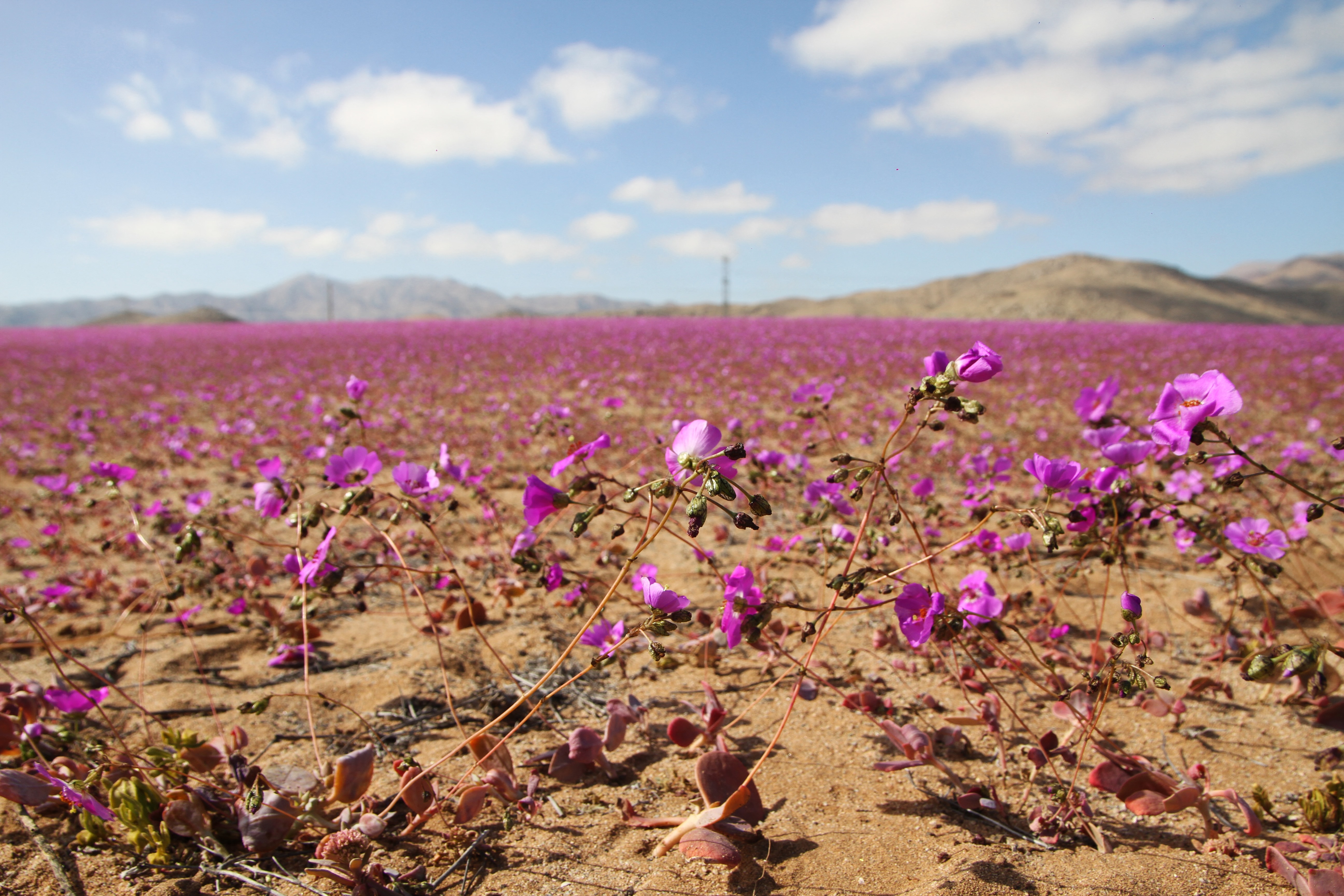 Florecido: así se ve el árido desierto de Atacama en Chile