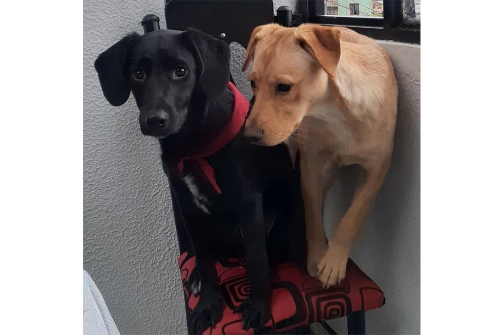 Kiara y Reina están desaparecidas, ayúdanos a encontrarlas