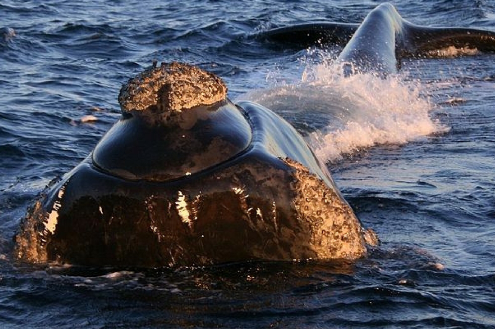 Sin señales de que la ballena franca esté reproduciéndose, quedarían menos de 500