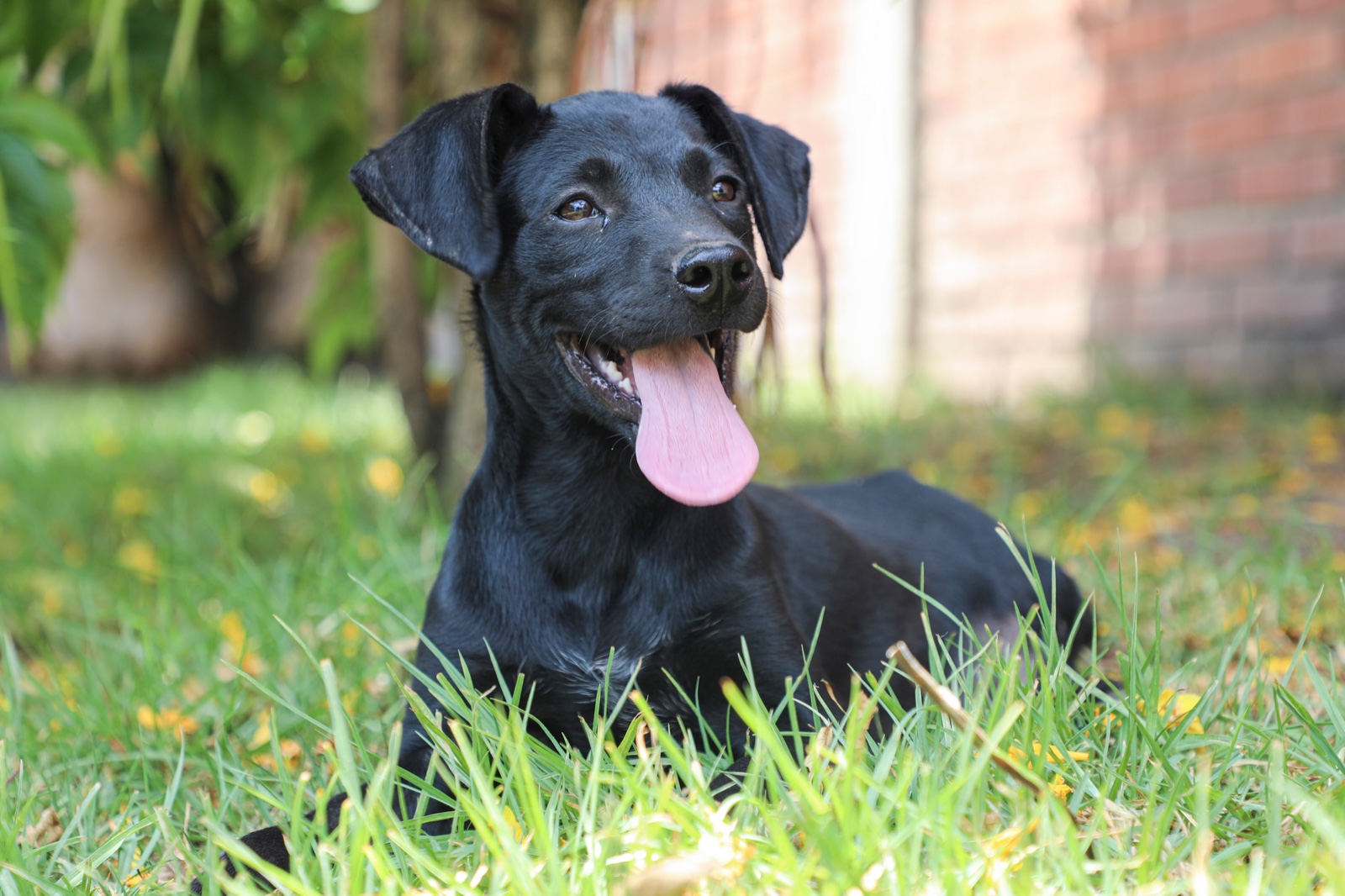 Keops es un cachorro fuerte, juguetón y muy querido.