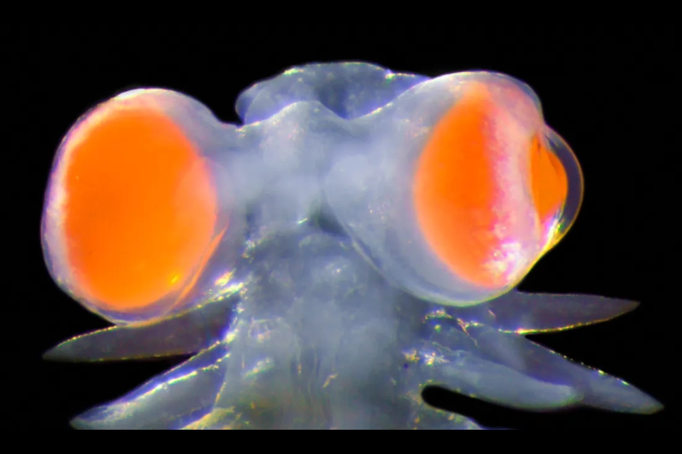 Esta especie está ubicada principalmente en la isla italiana de Ponza (en Nápoles).
