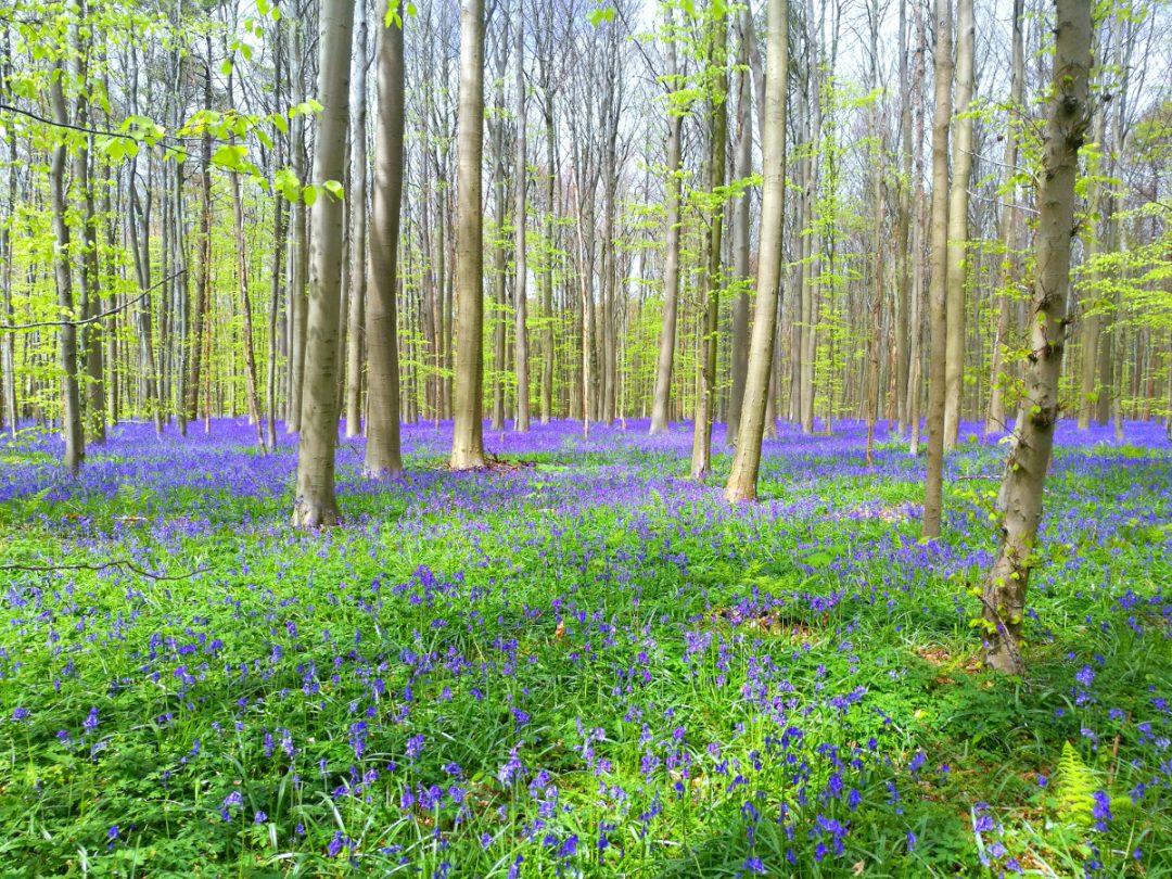 En Hallerbos, a pocos kilómetros de Bruselas, la primavera transforma el paisaje en una impresionante alfombra de campanillas azules (Hyacinthoides non-scripta). A mediados de abril, este bosque —conocido como el “Bosque Azul”— se cubre de tonos violetas bajo robles y hayas, creando uno de los espectáculos naturales más llamativos de Europa y un destino ideal para recorrer a pie, en bicicleta o desde la cercana ciudad de Halle.