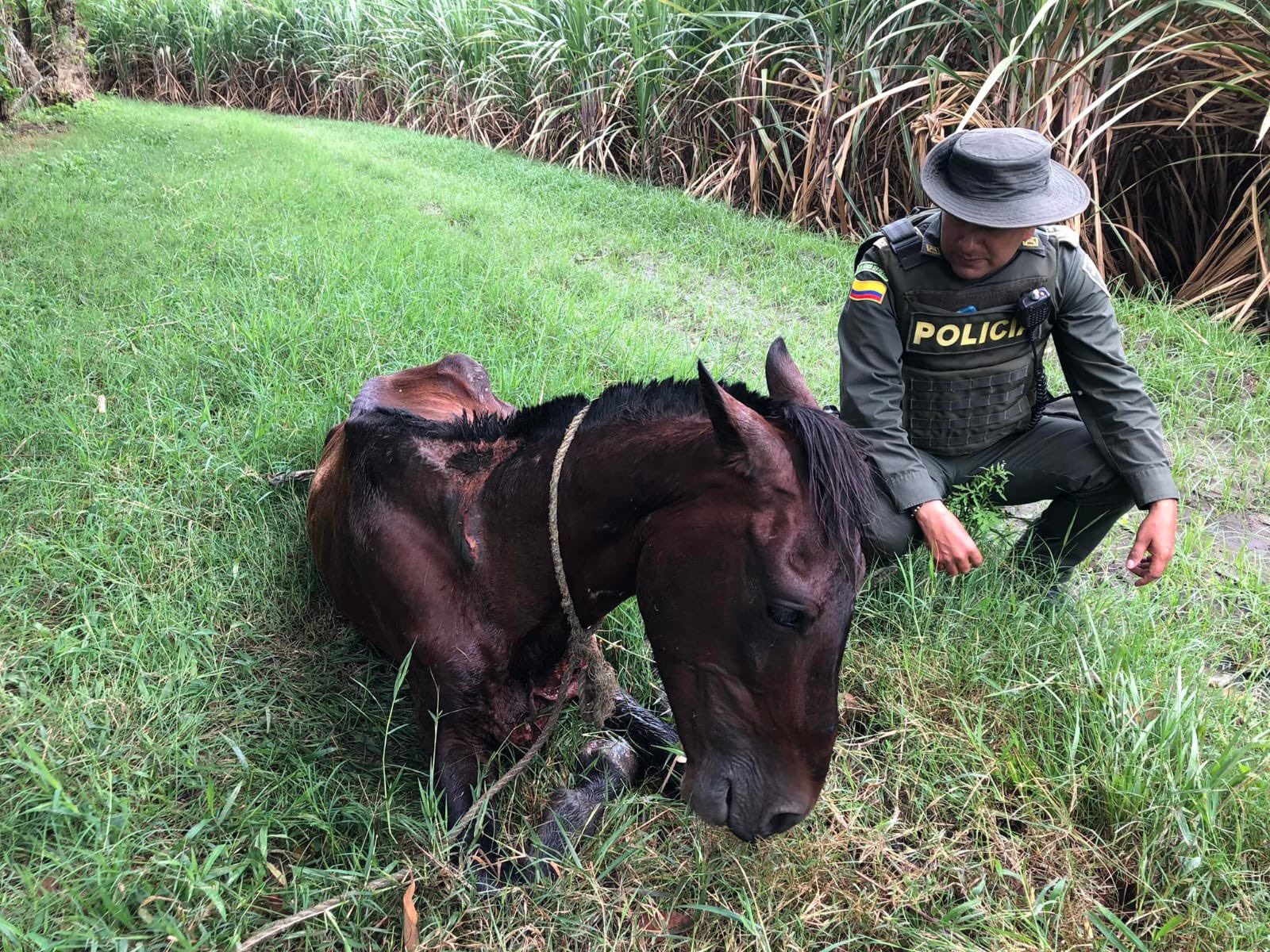 Rescatan a caballo que era maltratado por su dueño en Valle del Cauca