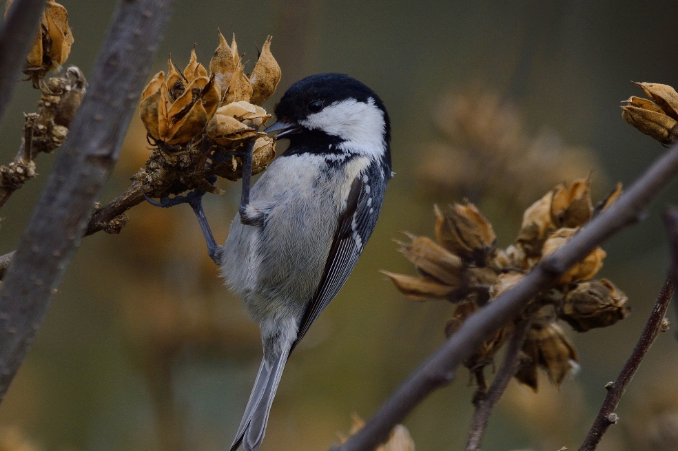 Extinción de animales dificulta adaptación de plantas al calentamiento global