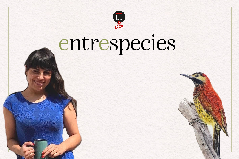 Los secretos de una dibujante de aves | Entrespecies