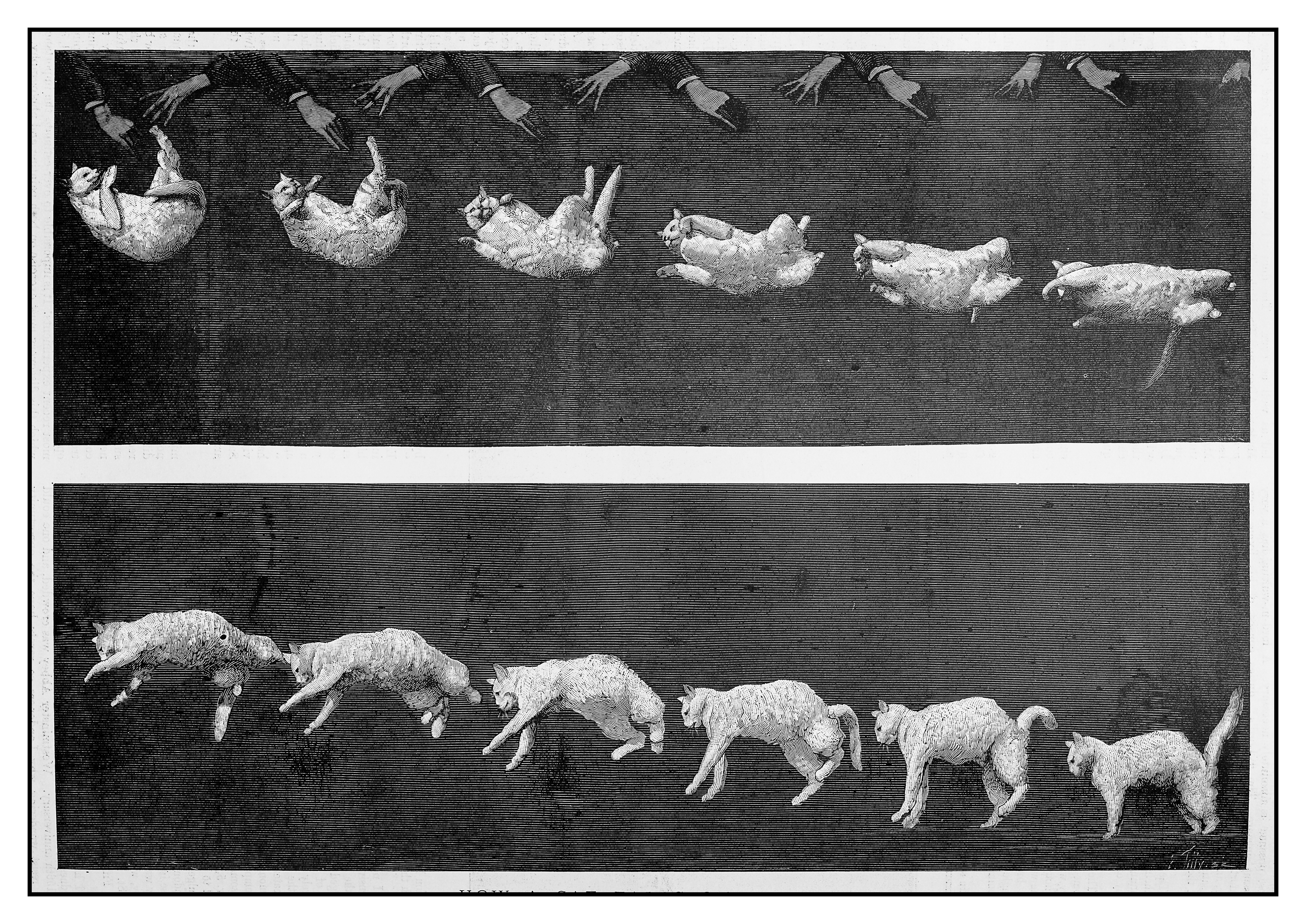 Ilustración de la secuencia de un gato en caída al vacío.