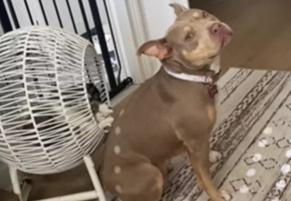 Wren y Ziggy demuestran que no hay barreras de amistad entre especies (video)