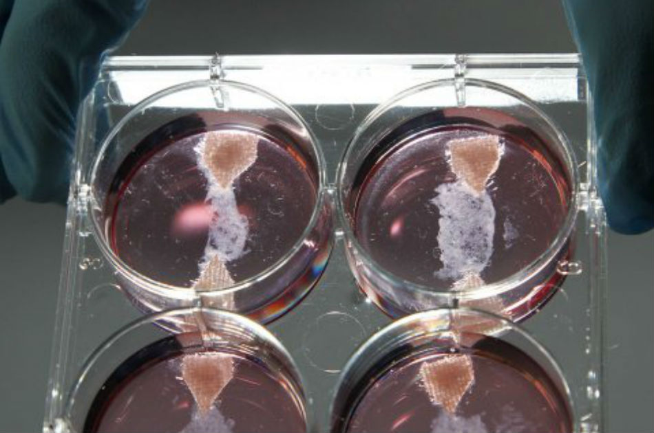 Presentan la primera hamburguesa creada en laboratorio