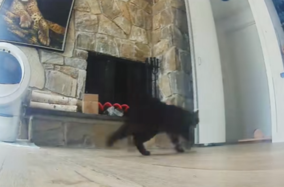 Cámara capta el caos que desató una sorpresiva visita en una casa con trece gatos