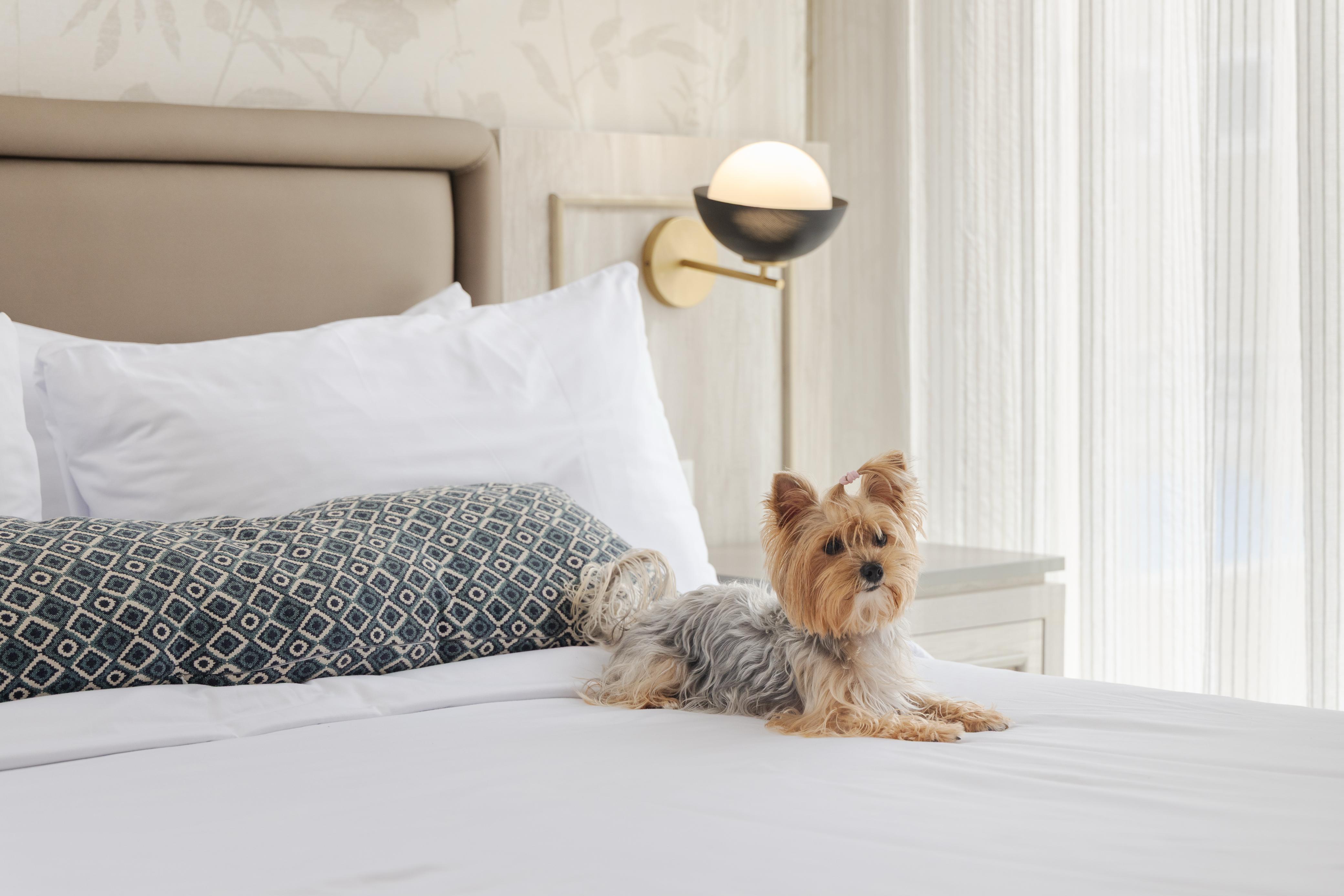 Hoteles pet-friendly en Bogotá.