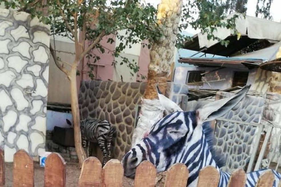Vea cómo un zoológico en Egipto quiso hacer pasar a burros por cebras