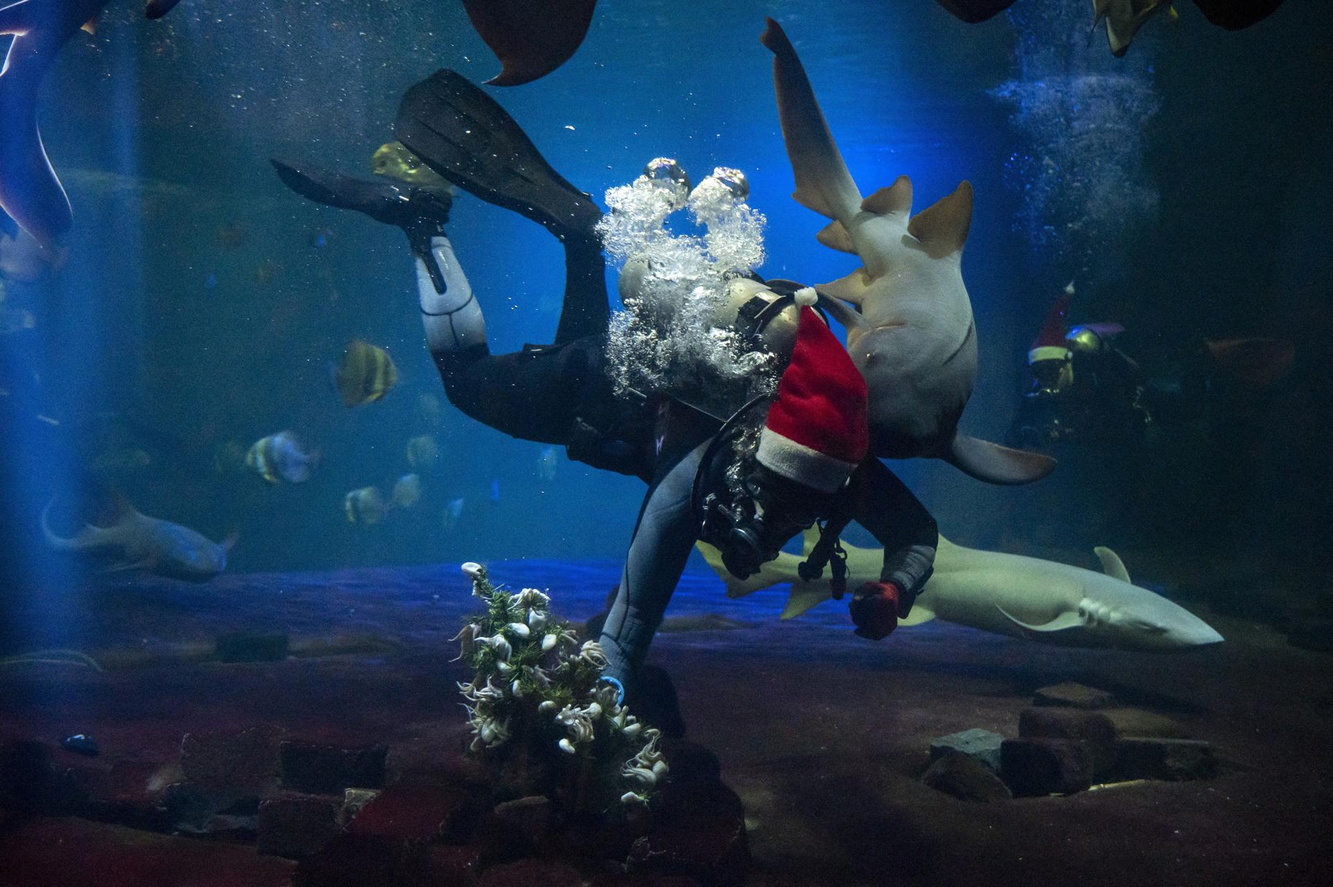 BUDAPEST (Hungary), 23/12/2025.- A diver swims among sharks at the aquarium during a special Christmas feeding at the Budapest Zoo, in Budapest, Hungary, 23 December 2025. (Hungría) EFE/EPA/Zoltan Balogh HUNGARY OUT